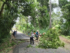 Warga Dusun Kalibogor Desa Kalisari Kecamatan Tempuran Magelang,Kerja Bakti Tebang Pohon Yang Menggangu Perlintasan Jaringan Kabel PLN